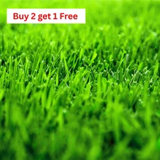 (2 Pack) Zenith Zoysia Grass Seeds – 10,000+ Premium Seeds for Thick, Lush Lawn