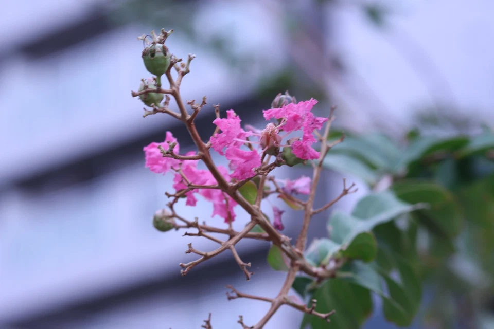 Probado! con adaptador EF a M4/3 Canon EF 85mm f/1.8 USM AF Prime Lens... - Imagen 4 de 4