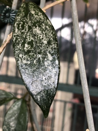 HOYA CARNOSA WILBUR GRAVES (ROOTED PLANT) - Picture 2 of 8