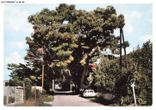 Bh-Bfp1-0597-84 - Caromb - Vaucluse - The Path Of Pines - Arrival Of Carpentr