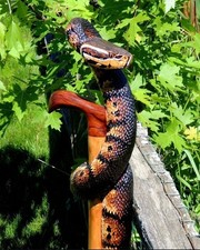 Hand carved snake design wooden walking stick for men women walking cane gf