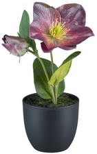 Kunstblume CHRISTROSE Schneerose, Blüte und Knospe im Topf. 19cm. Lila AMETHYST
