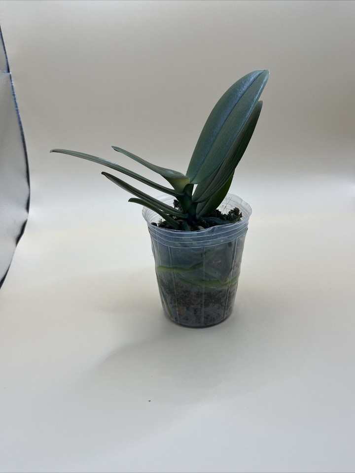 Phalaenopsis Kaoda Twinkle ‘362’ eBay