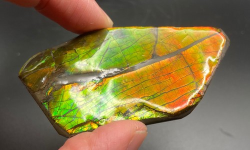 7 cm Fossil Ammolith mit verschiedenen Farben - Ammonit, Alberta, Kanada. - Bild 6 von 8