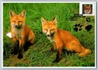 Canada 2000 Wildlife Fox FDC Maxi Card w/Pictorial Cancel