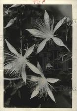 Press Photo A cluster of Stella Polaris bartonia flowers - mjb35629