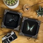 2 Framed Scorpion & Butterfly Collection Real Insect Taxidermy Entomology Gift