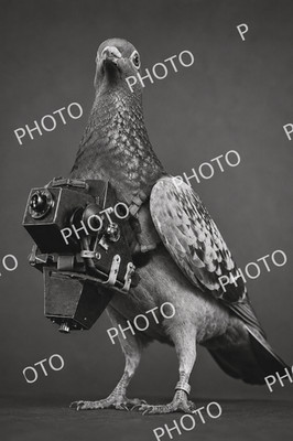 Taubenfotograf mit Kamera 4x6 Foto 230