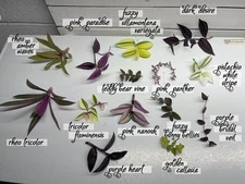 Lot of 14 Unique Tradescantia Cuttings for House Plants Purple Pink and Greens