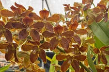 Grammatophyllum Springbloom ‘Brown’ – Rare Orchid in 4" Pot