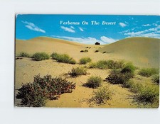 Postcard Verbenas on the Desert