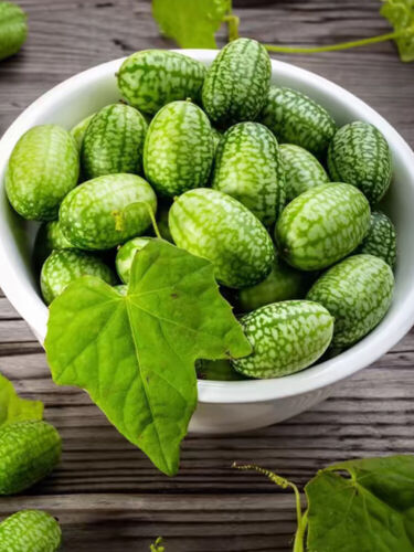 50 Stück Mini-Daumen-Wassermelonensamen Rotes Fruchtfleisch Wassermelone Bio- < - Bild 23 von 25