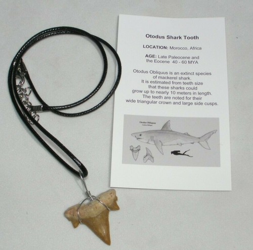 Fossil Gift Box Educational Lot Shark Tooth Dinosaur Mosasaur,Otodus Necklace #3 - Picture 8 of 11
