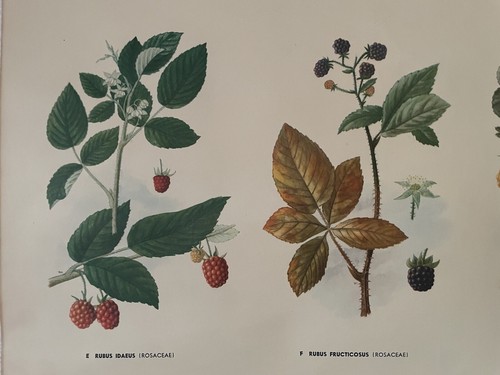 Vintage OBST & BEEREN Schwedische Schulkarte GEBRAUCHSPFLANZEN Walderdbeerrose - Bild 10 von 18