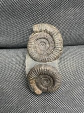 Double Dactylioceras sp Fossil Ammonite, Jurassic, Whitby, Yorkshire, England
