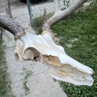 Deer Skull With Antlers European Mount Taxidermy Bone 22x18x5 in — photo 5