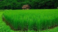Landscape nature green water trees house forest grass Custom Gaming Mat Desk