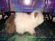Ganz / Webkinz Fluffy White Brown "Himalayan" Cat HM165 9" Plush No Code.