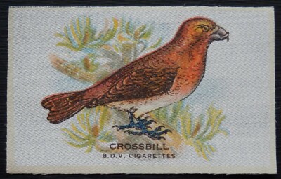 CROSSBILL Vögel 1921 B D V Zigarette Seide RAR
