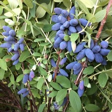 Honeysuckle garden 25 PCS fresh seeds, Fruit seeds, Organic seeds,