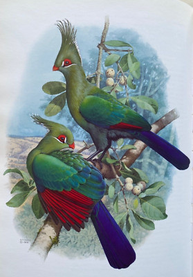 2002 1st *BRAND NEW & SIGNED* TURACOS: A NATURAL HISTORY OF THE MUSOPHAGIDAE