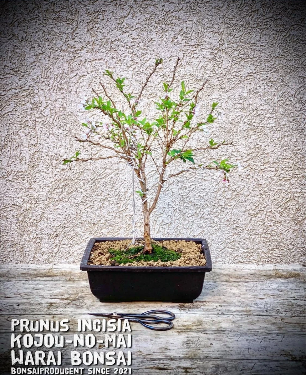 Prunus in Bonsai-Bume online kaufen | eBay