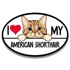Magnet Me Up I Love My American Shorthair Cat Breed Car Magnet Decal, 4x6 Inches