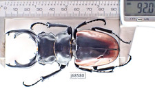 D68580. Insects, Lucanidae: Odontolabis Cuvera. Vietnam Central. 92mm Big. A-