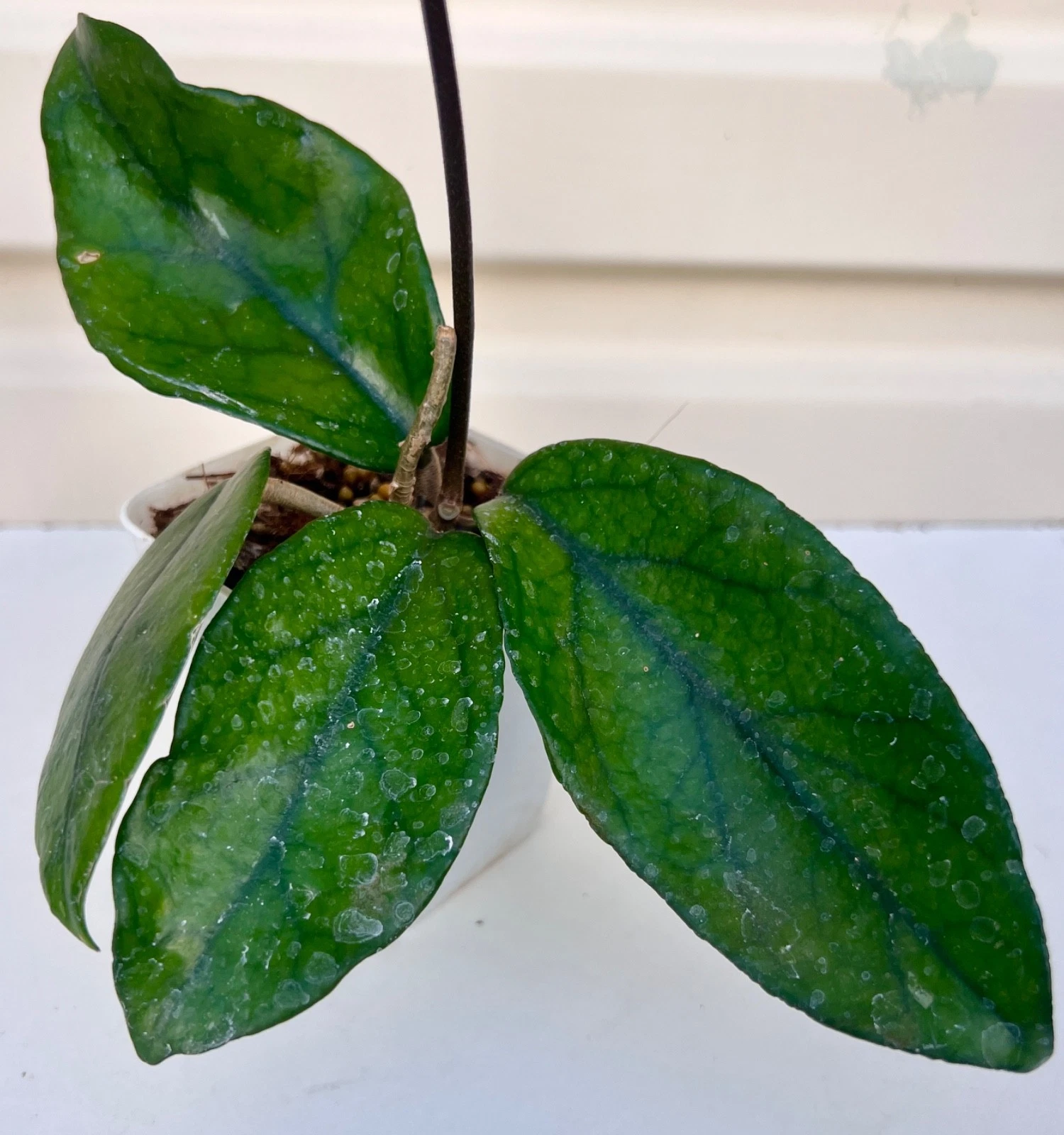 AU STOCK RARE HOYA " PHILIPPINES " -PLANTS ROOTED SUCCULENT 18-85
Opens in a new window or tab