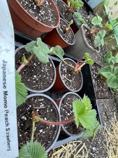 桃薫（とうくん) - Momo Ichigo / Toukun - Japanese Peach Strawberry Plant X1 Extra rare!