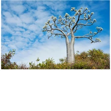 pachypodium rutenbergianum madagascar tree palm succulent cacti cactus 5 seeds