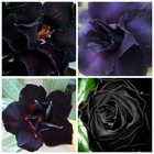 Mixed Black Desert Rose Flower Seeds Drought Tolerant Adenium Obesum Free Post