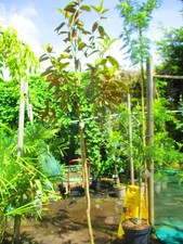 LARGE 8ft  inc. pot EVERGREEN Magnolia grandiflora 10litre