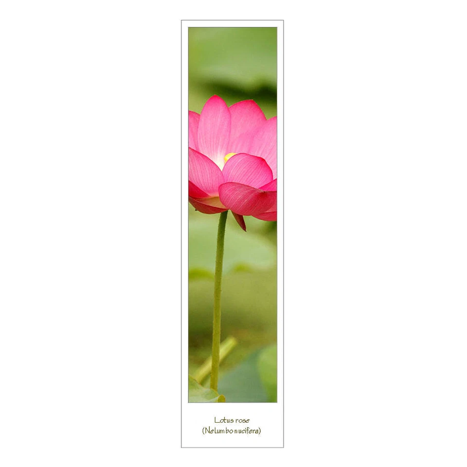 Marque page photo fleur lotus rose recto verso - Photo 1/1