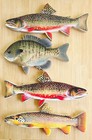 1946-1954 Heddon "Wedge-banner" Logo Lure Box Sign w Walleye — photo 7