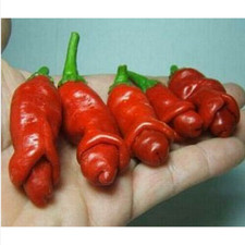 peperoncino PETER PEPPER (forma di pene), 25 semi + OMAGGIO