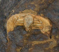 Ordovizium  Hangchungolithus primitivus  Sehr seltener Trilobit  Arenis  S6-33