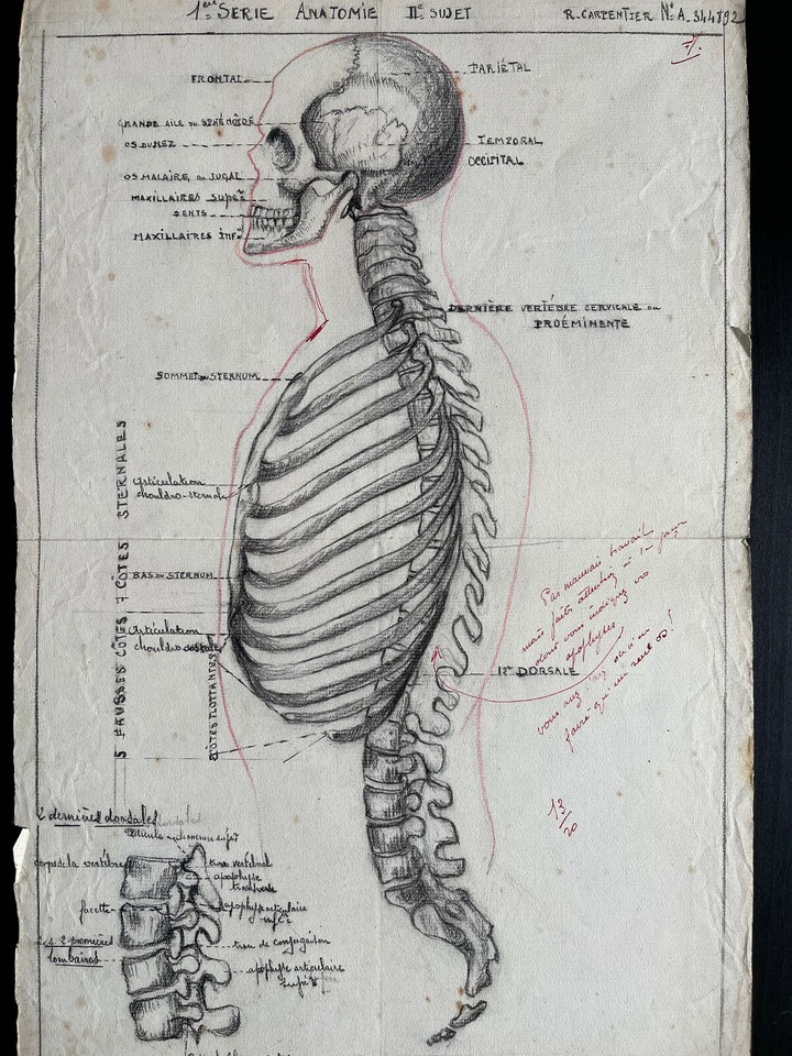 Rare Drawing Original Large Format Study Anatomic 1920 - 1930 Flayed ...