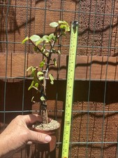 Portulacaria Afra Succulent Great for Bonsai