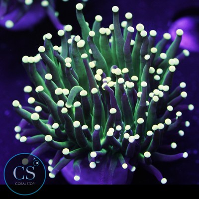 CS Yellowish Tip Torch - WYSIWYG Live Coral