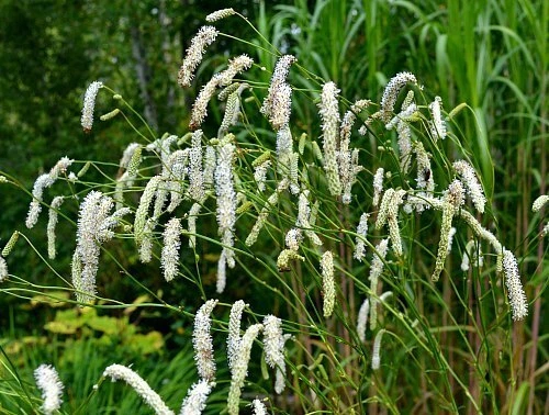 Sanguisorba tenuifolia v. alba x 15 seeds. - Picture 6 of 6