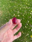 Natural certified Red Mozambique  Ruby  36.00  TCW  Oval shape  Gemstone — photo 5