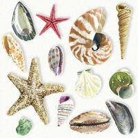 "20 Servietten \"Shells\" Maritim*Muscheln*Beach*Meer*Strand*Muschel*33X33 Seestern"