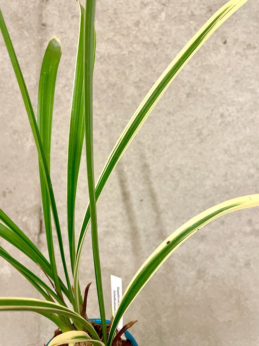 Cymbidium ensifolium Jin Qi | Variegated Plants | SapphireChild