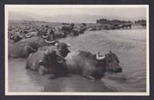 Vintage postcard Romania bull herd river scene 1930s