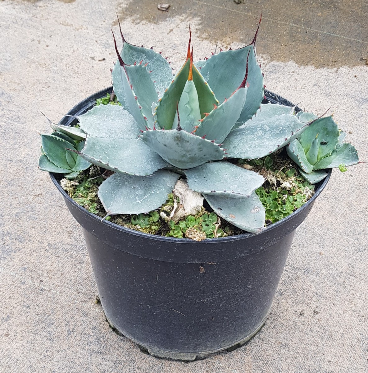 Agave parryi 'Truncata Sélection' spécimen d'exception pour jardin minéral