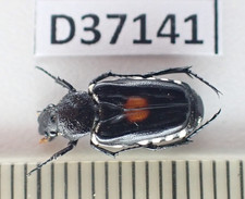 D37141. Insects, butterflies: Cetoniidae sp. South Vietnam.