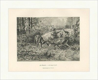 Zur Blattzeit Rehbock Reh Lichtung O. Vollrath Holzstich Jagd Album 070 - Bild 1 von 1