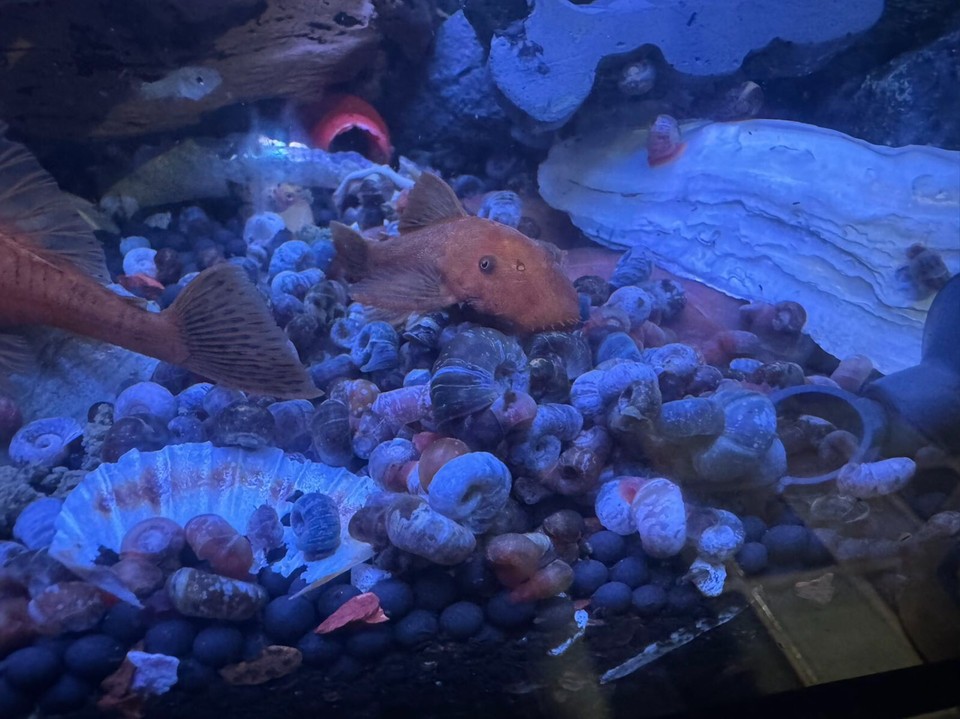 25+ Small Ramshorn Snails for Pea Puffers Assorted Colors, Home Tank