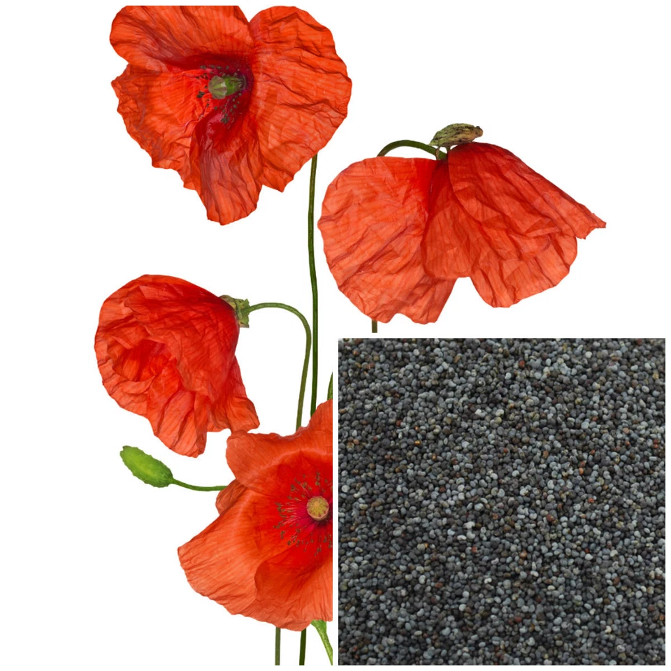 Poppy seeds, organic soap making supplies,  Bulk - Image 4 of 4